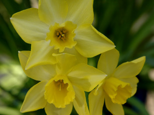 Картинка цветы нарциссы