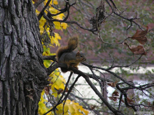 Картинка животные белки