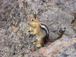 Картинка животные бурундуки