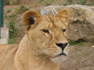 Картинка животные львы