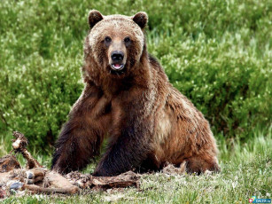 Картинка животные медведи