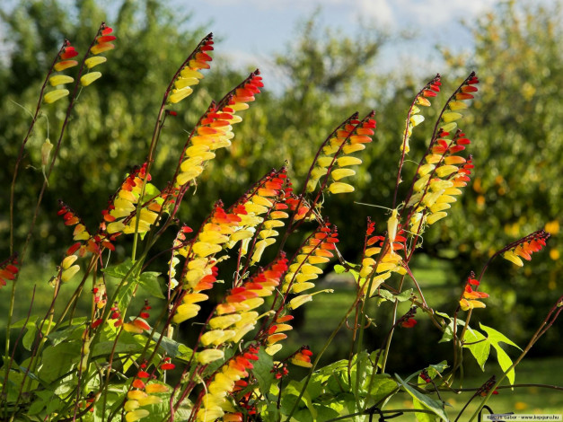 Обои картинки фото цветы