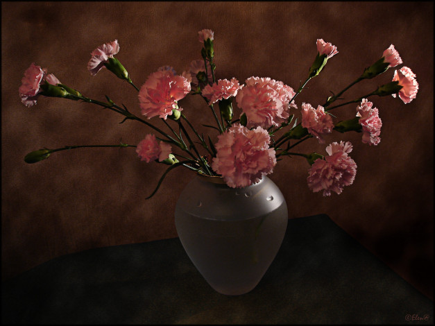 Обои картинки фото цветы, гвоздики