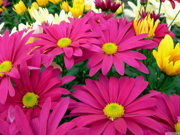 Обои картинки фото цветы, хризантемы