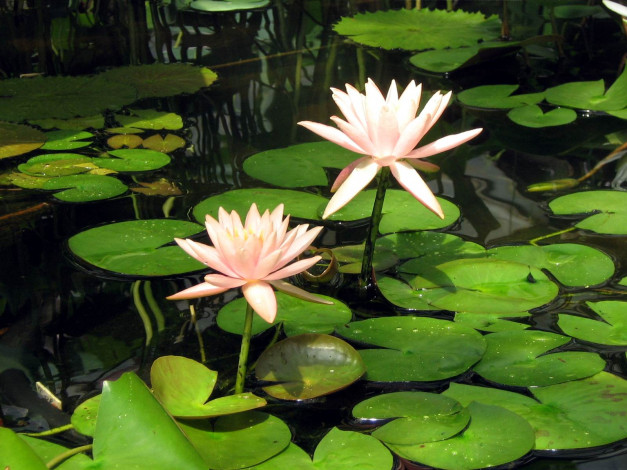 Обои картинки фото цветы, лилии, водяные, нимфеи, кувшинки