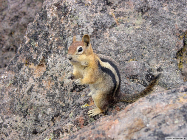 Обои картинки фото животные, бурундуки