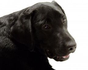 Картинка животные собаки