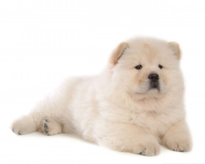 Картинка животные собаки