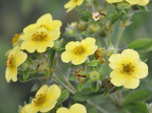 Картинка цветы