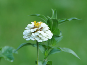 Картинка цветы цинния