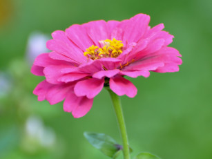 Картинка цветы цинния