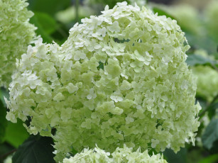 Картинка цветы гортензия