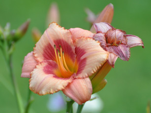 Картинка цветы лилии лилейники