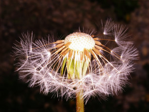 Картинка цветы одуванчики