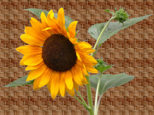 Картинка цветы подсолнухи