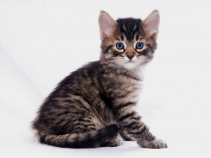 Картинка животные коты