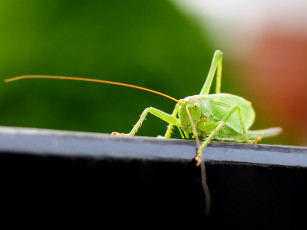 Картинка животные кузнечики саранча