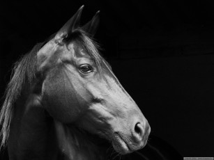 Картинка животные лошади