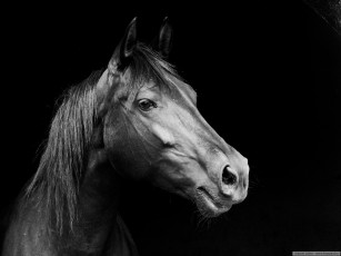Картинка животные лошади