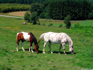 Картинка животные лошади