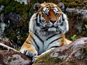 Картинка животные тигры