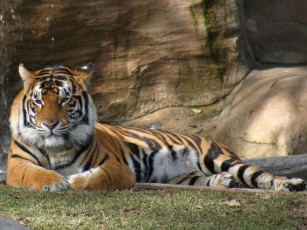 Картинка животные тигры