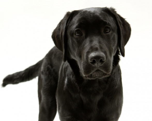 Обои картинки фото животные, собаки