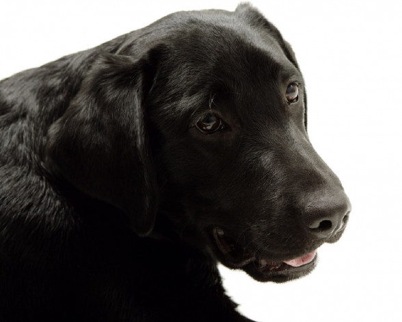 Обои картинки фото животные, собаки