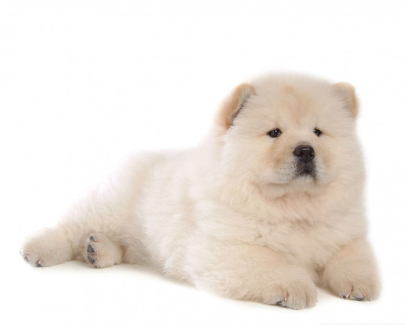 Обои картинки фото животные, собаки