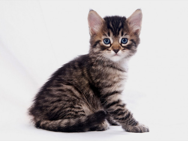 Обои картинки фото животные, коты