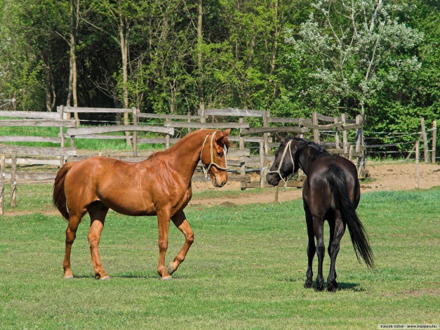 Обои картинки фото животные, лошади