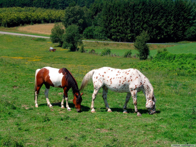 Обои картинки фото животные, лошади