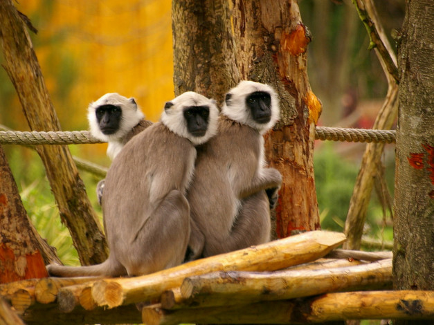 Обои картинки фото животные, обезьяны