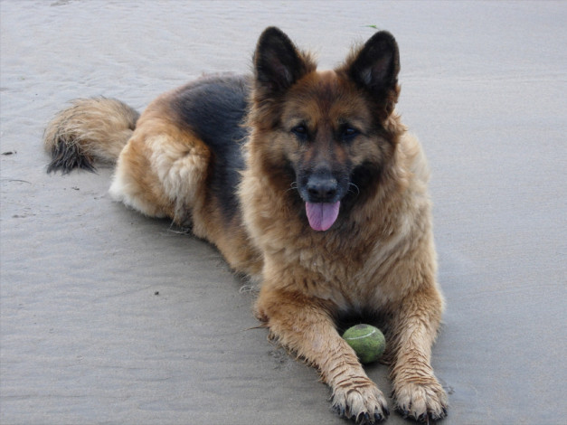 Обои картинки фото животные, собаки