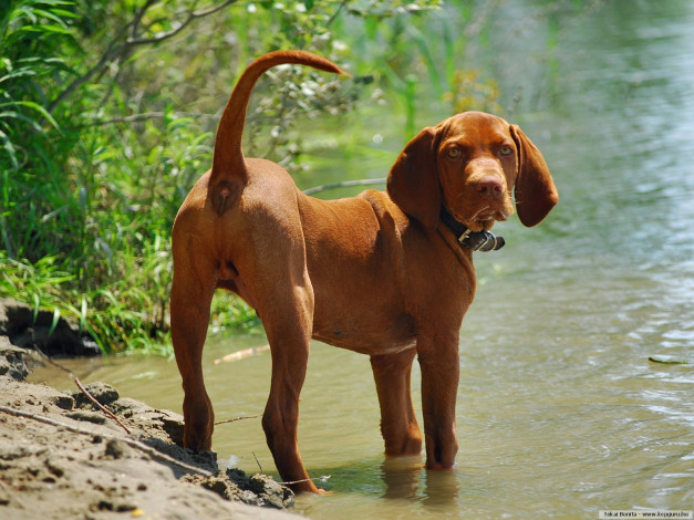 Обои картинки фото животные, собаки