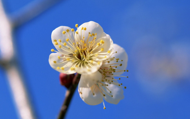 Обои картинки фото цветы, цветущие, деревья, кустарники