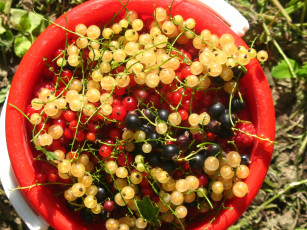 Картинка еда смородина