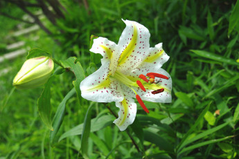 Картинка цветы лилии лилейники лилия