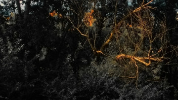 Картинка 3д графика nature landscape природа деревья лес