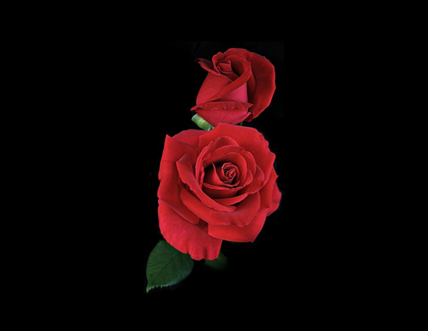 Обои картинки фото цветы, розы, роза