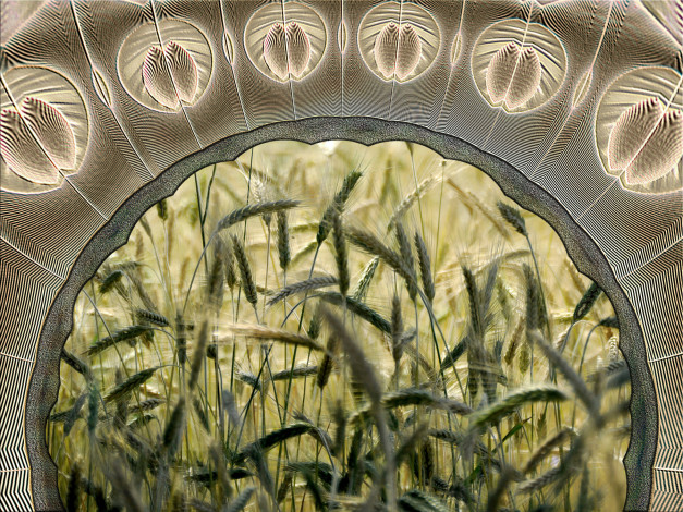 Обои картинки фото 3д, графика, fractal, фракталы, фпактал