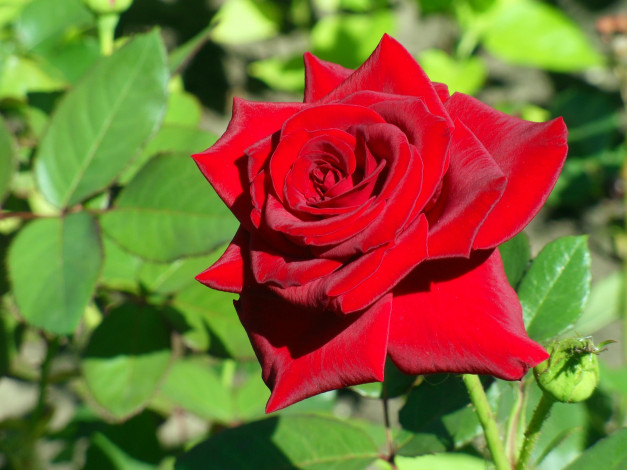 Обои картинки фото цветы, розы, роза