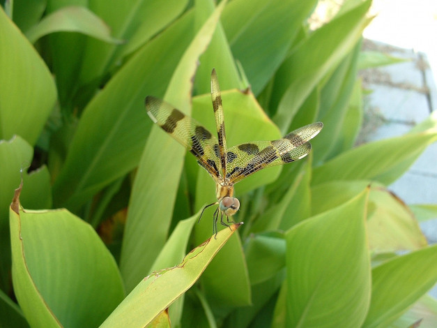 Обои картинки фото животные, стрекозы, насекомое, листья, стрекоза