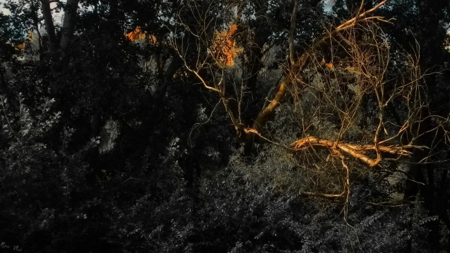 Обои картинки фото 3д, графика, nature, landscape, природа, деревья, лес