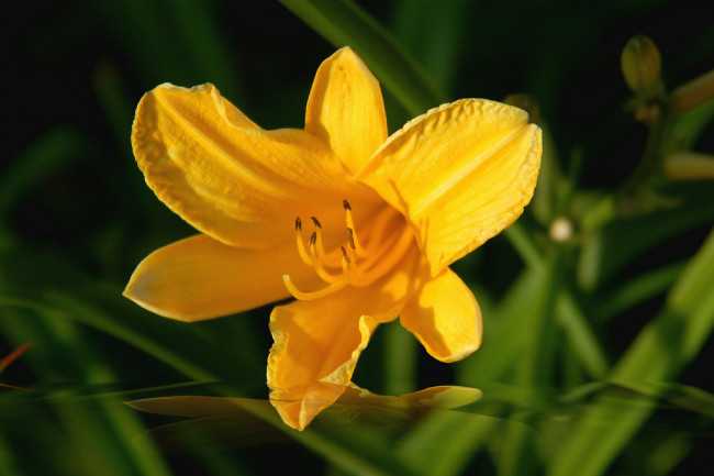 Обои картинки фото цветы, лилии, лилейники, лилия