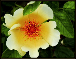 Картинка цветы шиповник лепестки