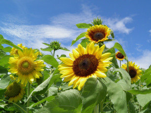 Картинка цветы подсолнухи