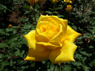 Картинка цветы розы желтая роза