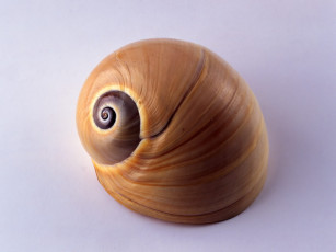 Картинка разное ракушки кораллы декоративные spa камни ракушка