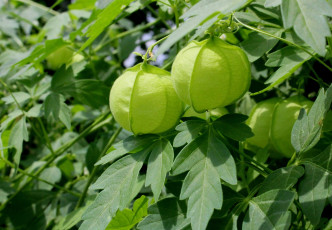 Картинка природа плоды листья